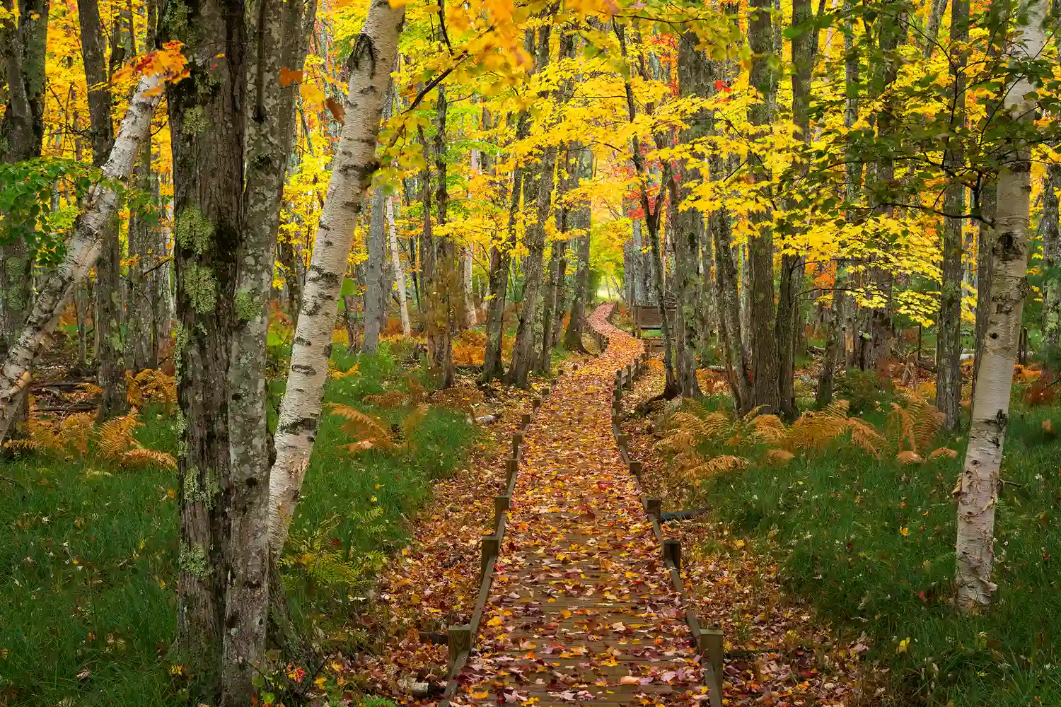 Autumn path in the Sieur de Monts area of Acadia National Park.