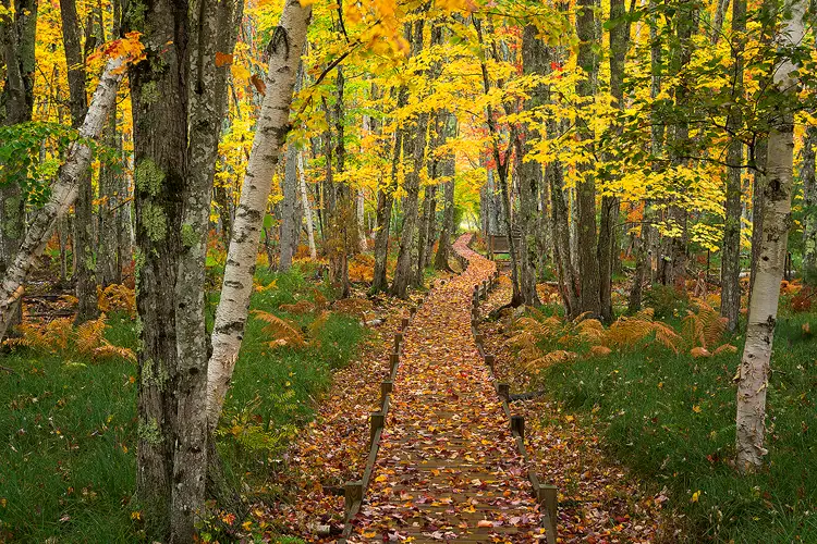 Workshop location; Photo of an elevated, wooden, walking path in the forest of the Sieur de Monts area of Acadia National Park. The deciduous forest here is displaying peak autumn color and many leaves have fallen, decorating the serpentine path.