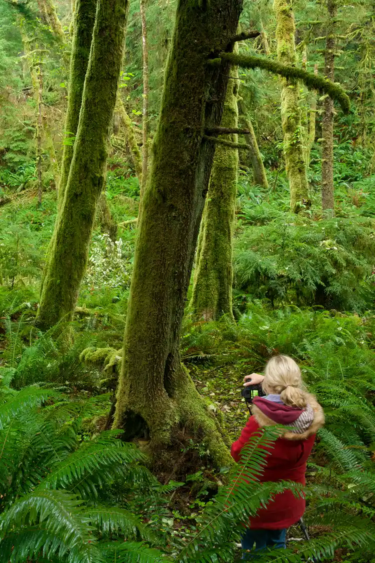 A photographer in a red jacket photographing in a mossy pacific northwest rainforest.