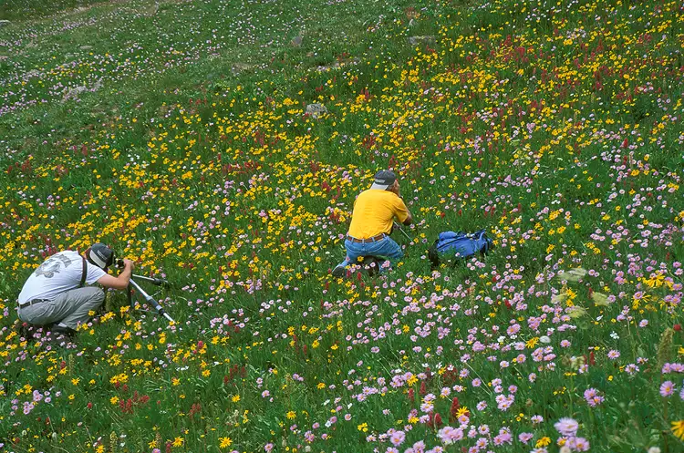 Two photographer on knees at tripods in a field of wildflowers.