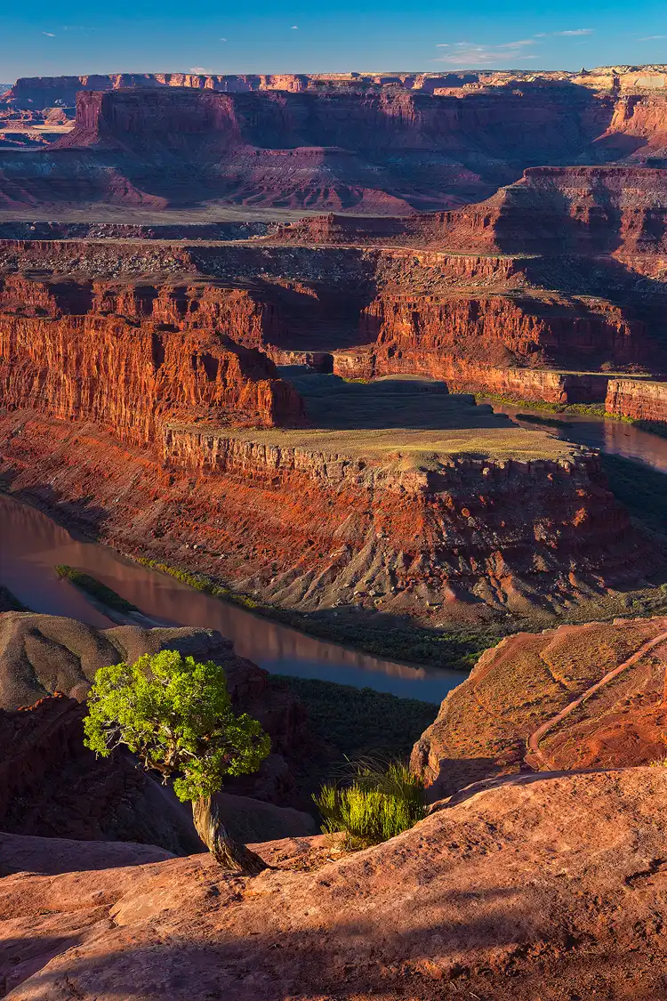 Photography location; The vertical image is of the view down into Canyonlands National Park from Dead Horse Point State Park, Utah. In the left side of the foreground a small twisted juniper tree shows vibrant green against the reds of the side lit canyons below. In the nearer part of the background, 2,000 feet below, the Colorado River u curves around a large, layered mesa. Viewing up through the image one sees layer after layer of canyons and mesas continuing out to the distance and then just a small amount of blue sky at the top of the image.