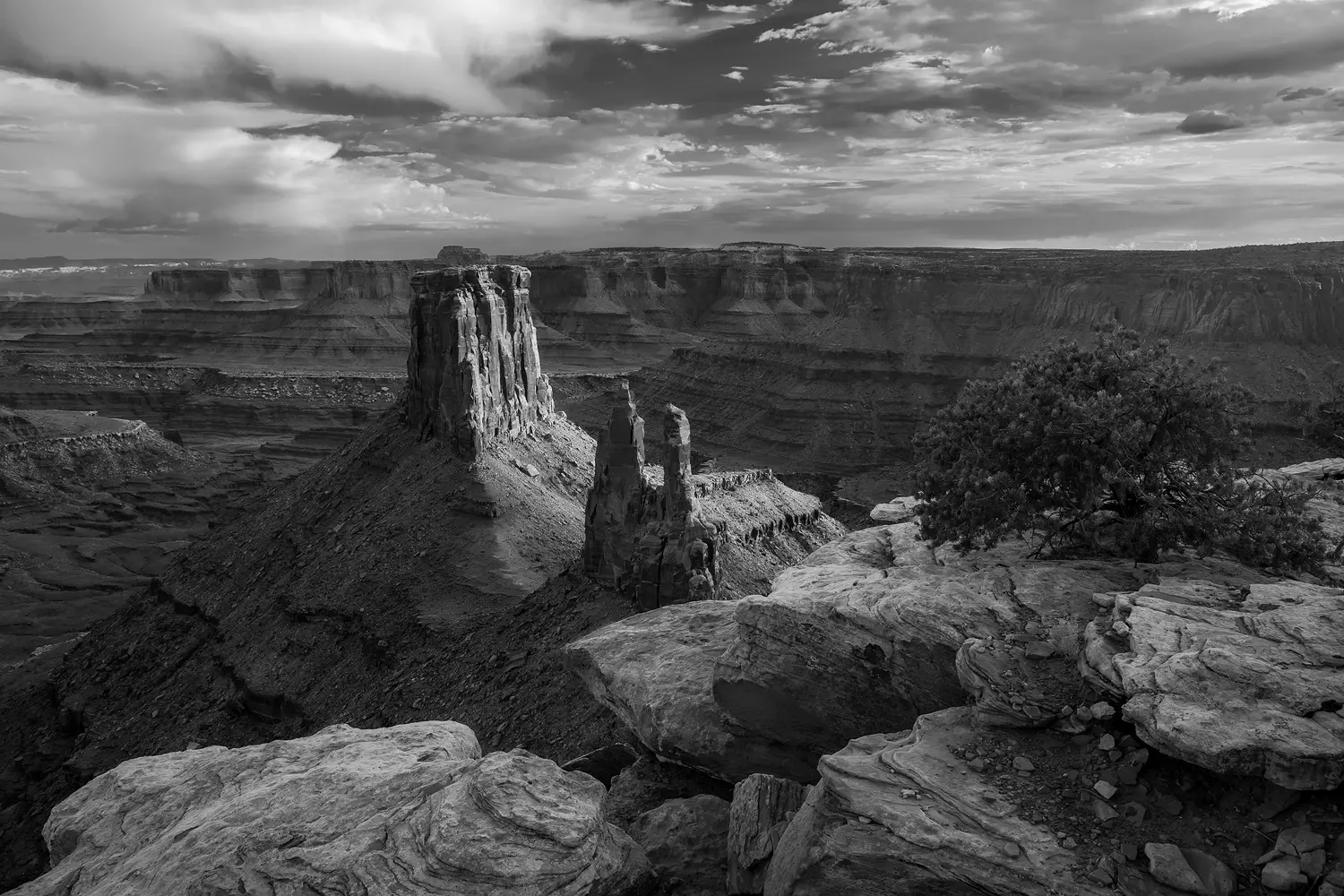 Lone pine at Marlborough Point near Moab, Utah (black and white).