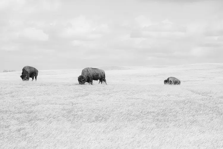 Photography location; Three dark buffalo grazing on the Badlands National Park prairie stand out in this high key, black and white photo where the sky and prairie are lightened to almost white.