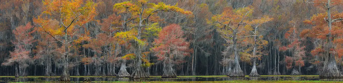 Workshop location; A line of cypress trees that are not too close, but are vibrant with red and yellow autumn colors stand out against a denser forest with muted color in the background. The limbs in this line of trees beautifully sway, twist and arch into their respective surroundings while their trunks dramatically widen before disappearing in the dark swamp water.