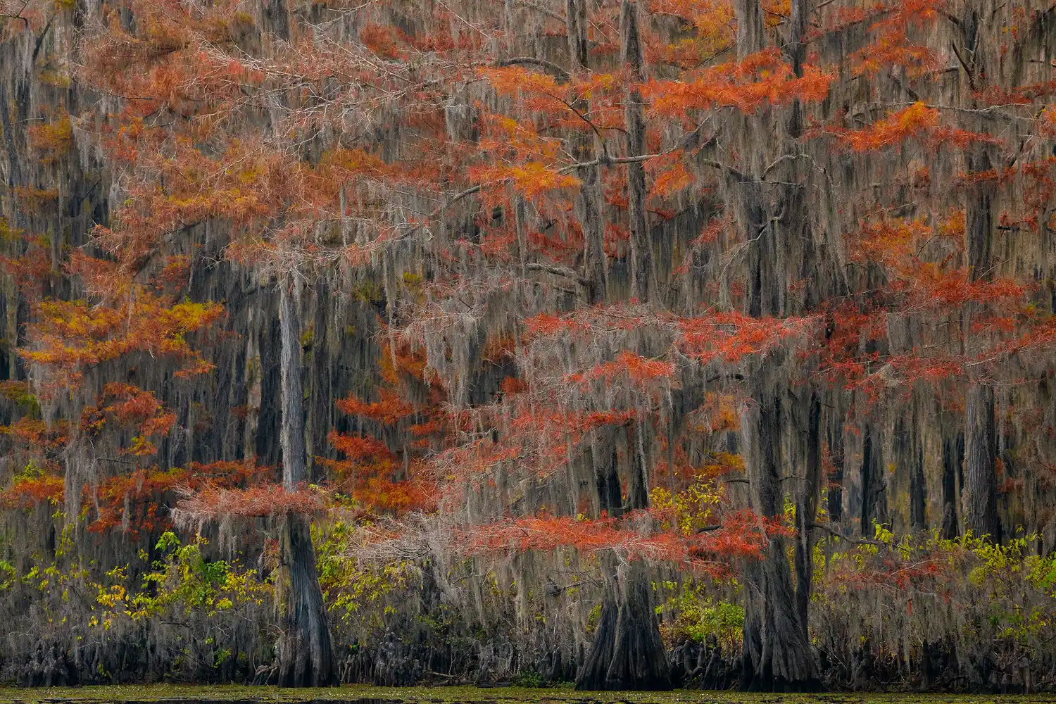 Autumn cypress forest at Caddo Lake.