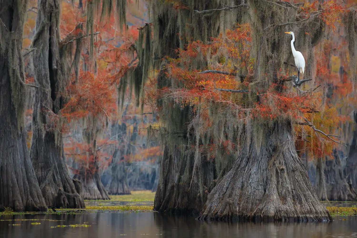 Egret perched on a cypress tree at Caddo Lake in autumn.