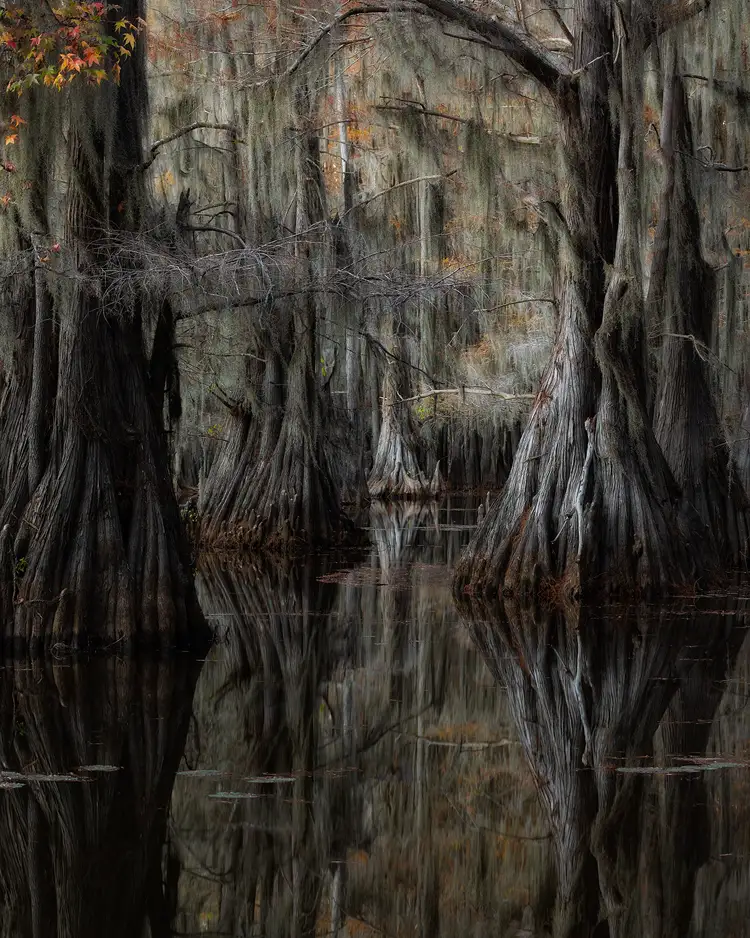 Workshop location; Daylight fades in this haunting photo of cypress tree trunks and their reflections in the dark swamp water of Caddo Lake State Park, Texas.