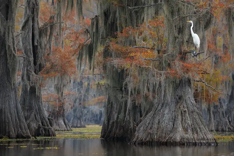 Workshop location; This is a long lens, tight composition of cypress trunks. Autumn has turned the trees' needles yellow and orange. One large trunk, in focus, on the right side of the frame, stands closest, in front of others that are softly focused. On it an egret perches on a small branch about 6 feet above the dark swamp water.