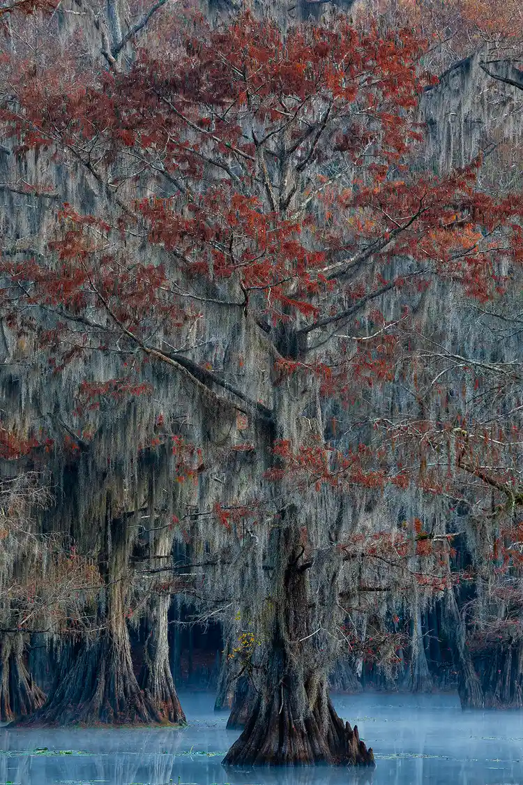 Photography location; Telephoto, vertical image, no sky, of a single cypress tree with orange needles against a backdrop of other cypress trees in a swamp. It is predawn and the cool autumn morning creates a mist just above the water while the blue sky reflects in the water causing it and the mist to glow pale blue.