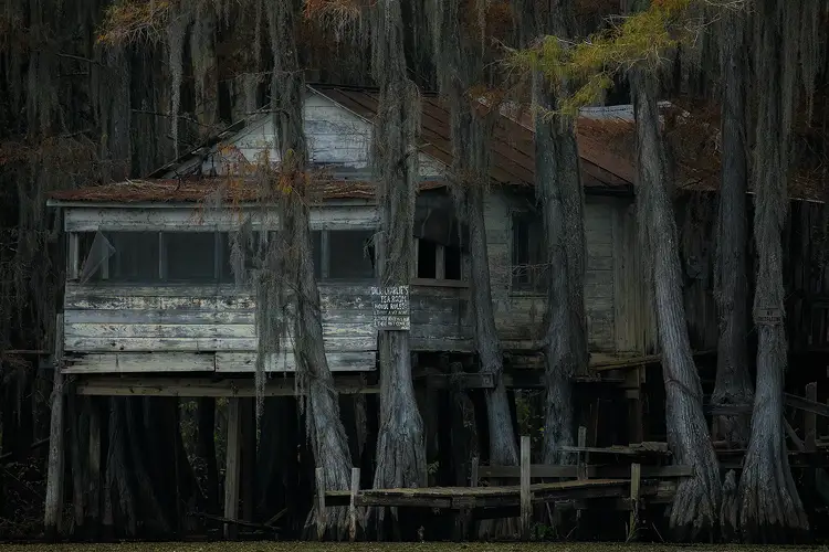 Caddo Lake workshop location; Dim twilight softly reveals an old, one level, swamp shack on stilts nestled in cypress trees. The white paint on the dilapidated building has faded to wood in many places. The rusted tin roof collects cypress needles and the screens on the covered front porch are bent and curling.