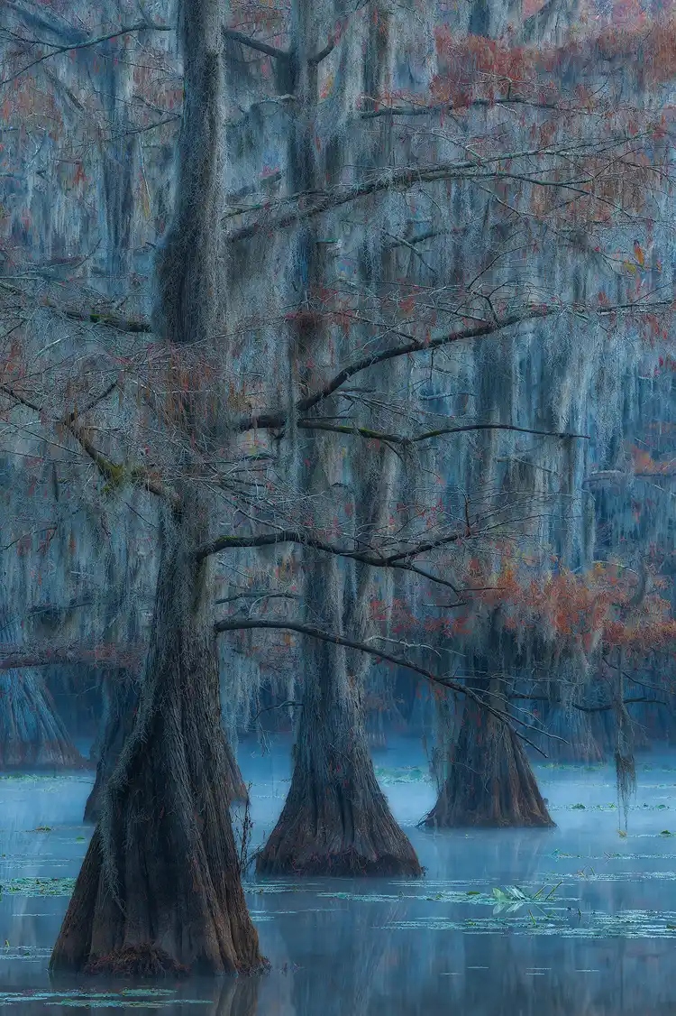 Photography location; Telephoto vertical image, no sky, of three, separated cypress trees filling the frame and tracking on a diagonal line from the bottom left of the image. These three are set against a backdrop of other cypress trees in a swamp. It is predawn and the cool autumn morning creates a mist just above the water while the blue sky reflects brightly in the water causing it, the mist, and a haze in the trees to glow pale blue.