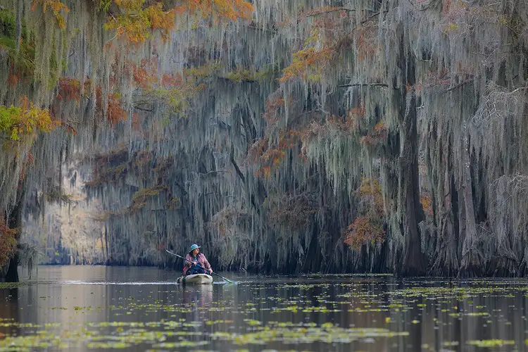 Workshop location; Cypress trees displaying autumn colors and drenched with Spanish moss form a tree tunnel over a narrow, swampy waterway on Caddo Lake. A woman in a blue hat is paddling a kayak through the waterway toward the camera.
