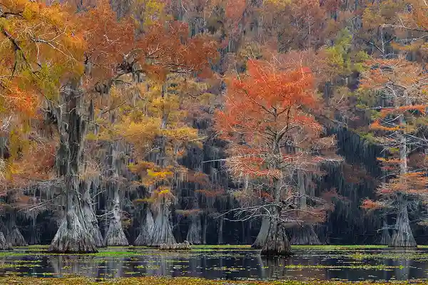 Autumn colors are ablaze as the cypress trees prepare for winter in the swamps around Caddo Lake, Texas. Kayaking into the swamp is part of the adventure which makes this an exciting place for photography workshops.