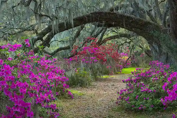 Image of a path lined with blooming azaleas and arching, overhead oak branches dripping with Spanish moss. Photos like this attract photography workshops to Charleston SC and Savannah GA as winter gives way to spring, and flowers open, filling the landscape with color.