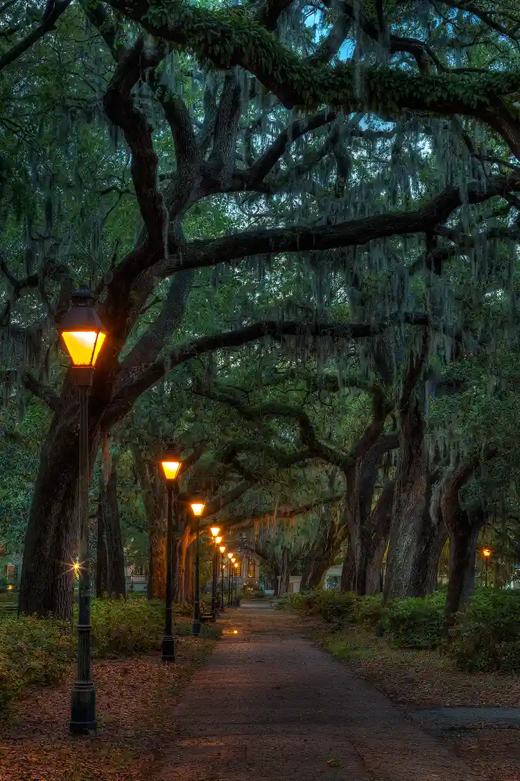 City park in Savannah, GA. Dim predawn light filters through intertwined tree branches, dripping with Spanish moss, that form a complete arch over a long, straight walking path showered in the warm glow of overhead lamps.