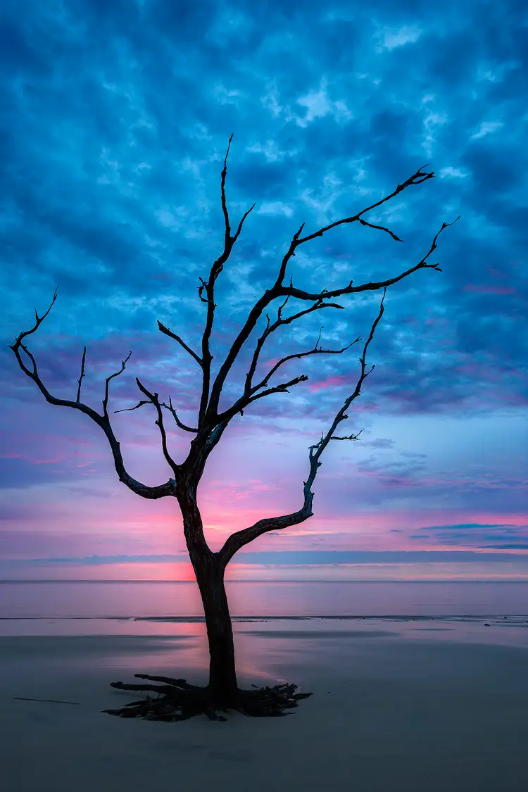 Workshop location, Driftwood beach on Jekyll island; A long dead, lone, tree skeleton stands erect at waters edge and silhouetted against a pink and blue sunrise.