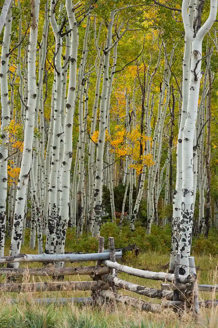 Workshop location; This vertical image allows one to peer into the forest of slender aspen trees and enjoy a backdrop of yellow and green leaves. In the bottom of the image a zig zag fence makes it's way through the frame.