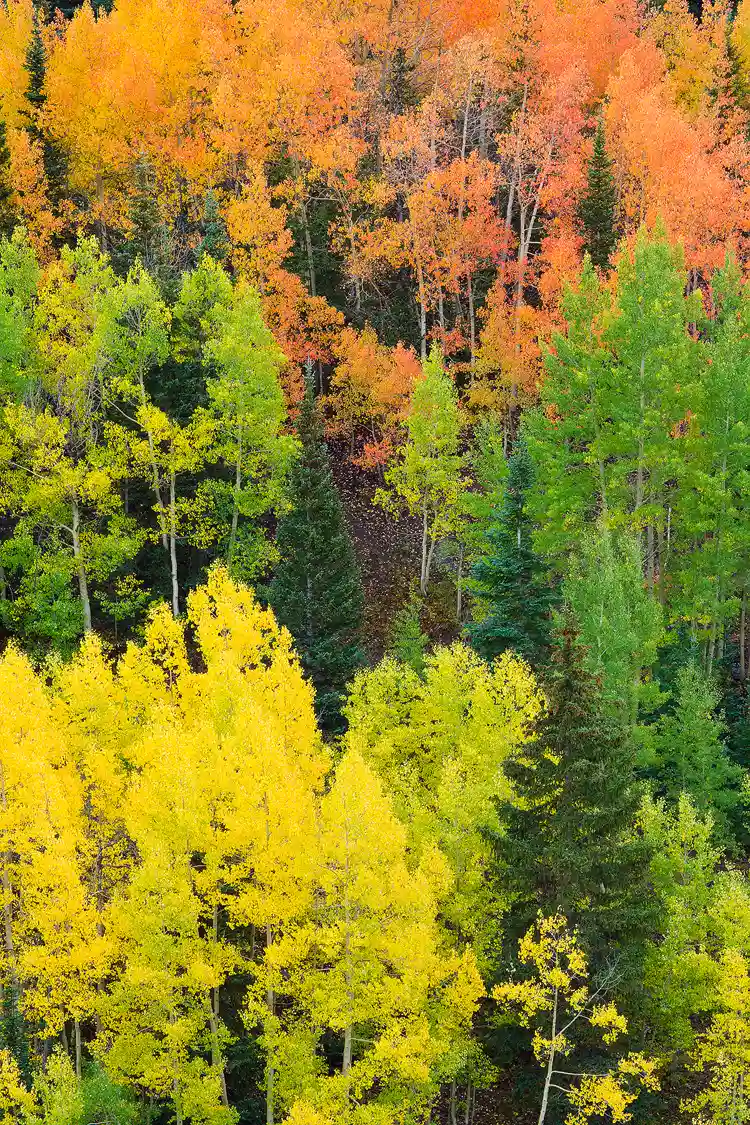 Workshop location; In this autumn, vertical image, a higher view point looking down, a group of green aspen occupy the middle third of the image, while an orange group occupies the top third and a yellow group the bottom third, with several spruce tree interspersed throughout.