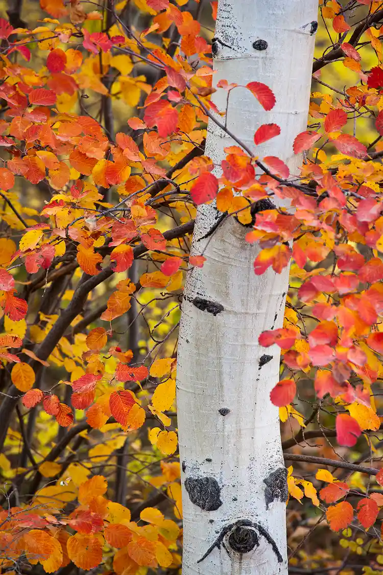 A gently, curving aspen trunk rises through this vertical image and is surrounded by a bush ablaze with orange, red and yellow hues of a colorado autumn.