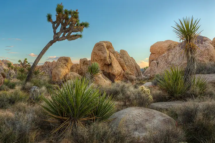 Photography location, Joshua Tree National Park; A few light toned boulders, yucca and bushes fill the foreground. The rest of the image is filled with several small Joshua trees and a larger one arching over some very, large boulders that reach into the blue sky.