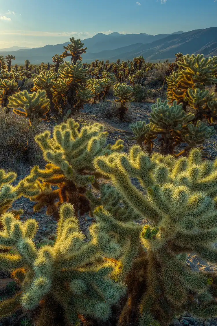 Workshop location, Joshua Tree National Park; The bottom two thirds of this vertical, morning image shows a field of cholla cactus. The back lit, densely packed needles glow like a halo around each arm of the cacti. In the background high desert mountains rise to the blue sky.