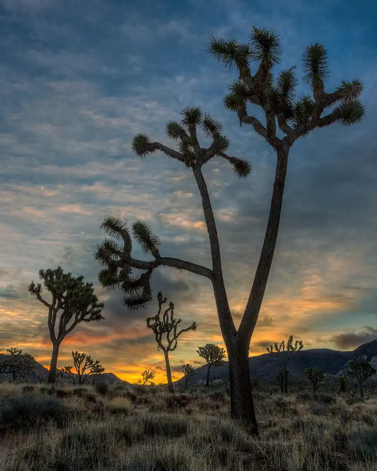 Joshua Tree national park workshop location. Vertical image of a single, tall Joshua tree silhouetted against the eastern sky, where clouds are beginning to turn with dawn's light. Below and in the landscape around are shorter silhouetted Joshua trees.