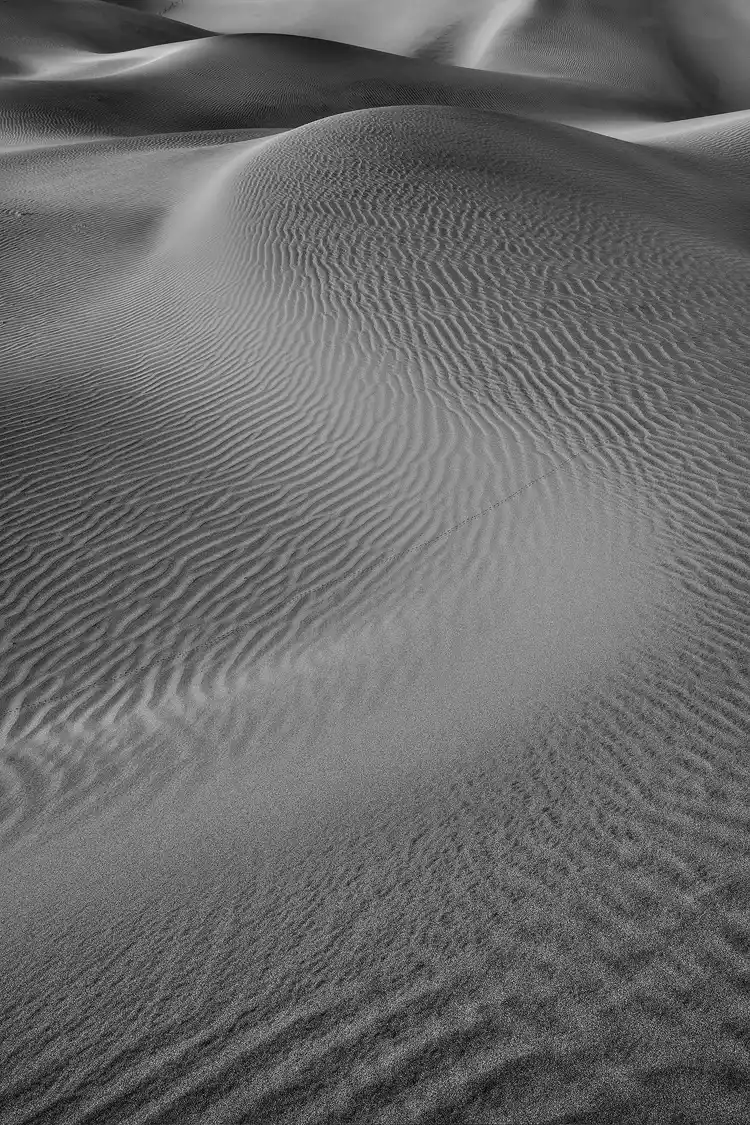 Workshop location; Black and white photo of a rippled set of sand dunes that sensuously, serpentine through the entire vertical image. Mesquite Flat Dunes in Death Valley National Park, California.