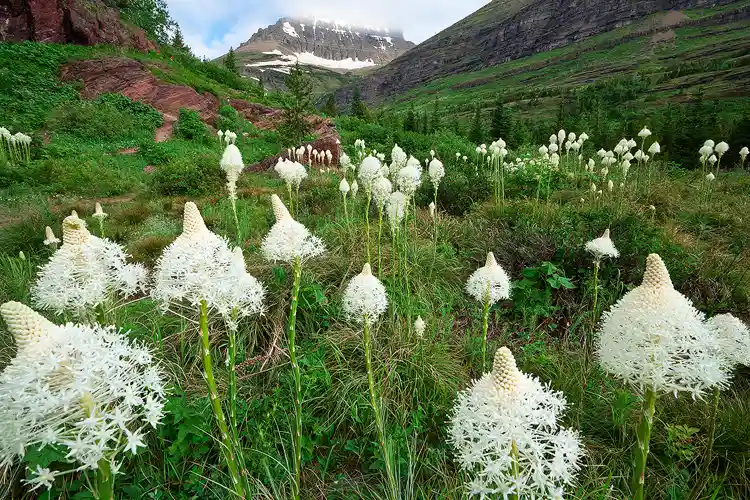 Photography location; The unusual, tall, oblong flower of bear grass populates the foreground meadow while snow capped peaks hint their presence through thin broken clouds high above.