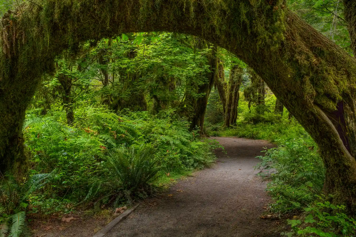 Hall of Mosses in Olympic National Park.