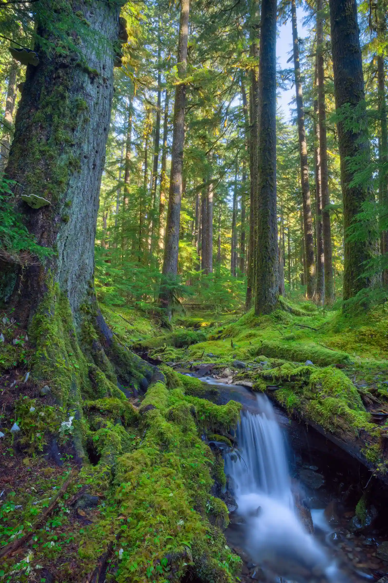 Forest in the Sol Duc area of Olympic National Park.