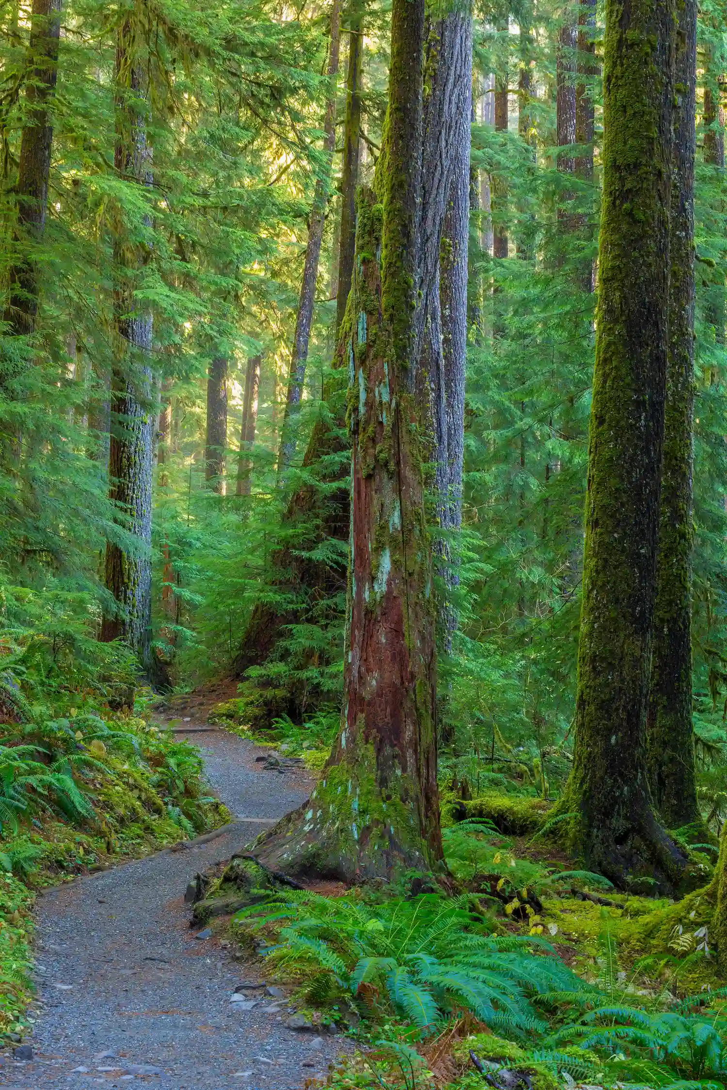 Sol Duc trail in Olympic National Park through lush forest.