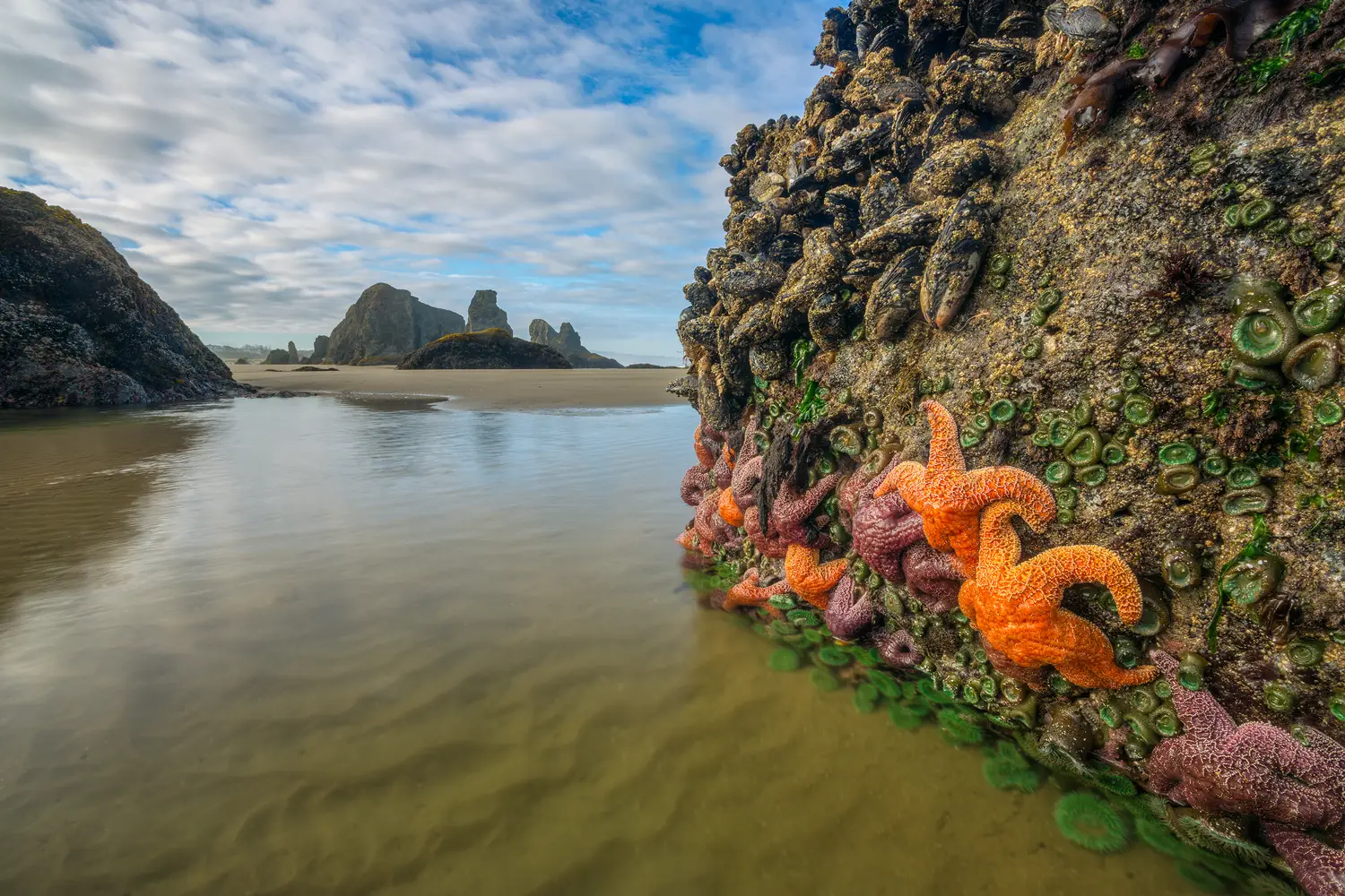 Starfish and sea stacks at Bandon Beach, Oregon.