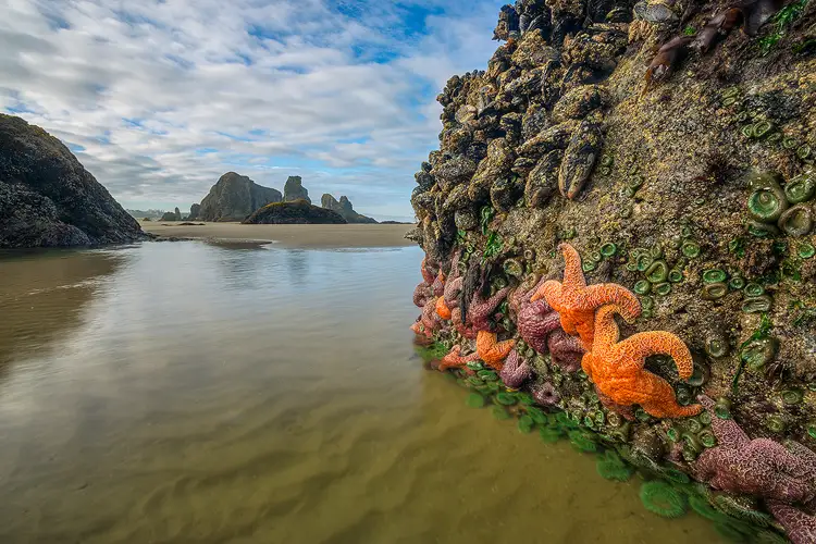 Workshop location; This is a low angle photo with a large rock filling the right side of the frame, on it is a cluster of orange and red starfish, green anemone and mussels. The rest of the foreground is a sand bottomed tide pool. Above the tide pool are distant tall rocks of Bandon Beach and the sky with puffy white clouds.