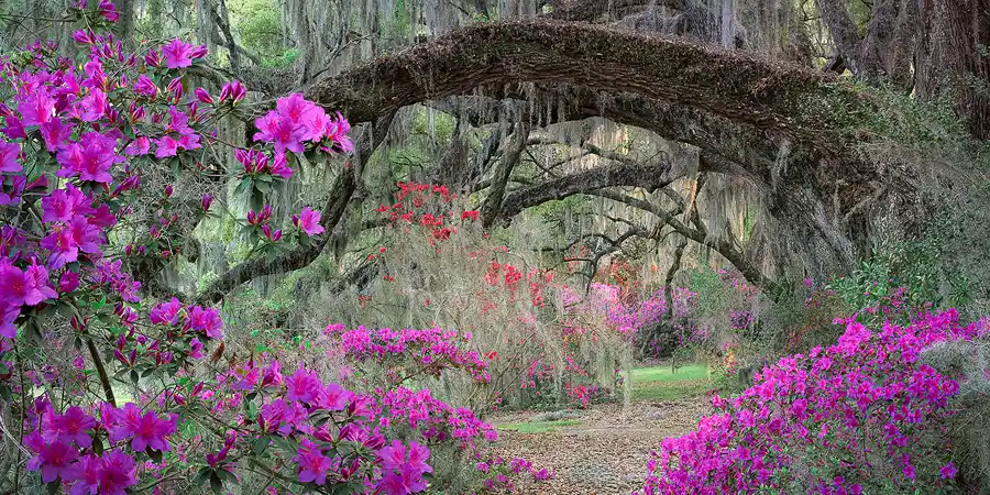Blooming azaleas beneath arching, moss-draped live oaks at Magnolia Plantation & Gardens.