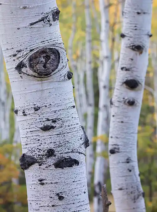 White aspen trunks with textured bark in an autumn forest in the San Juan Mountains of Colorado.