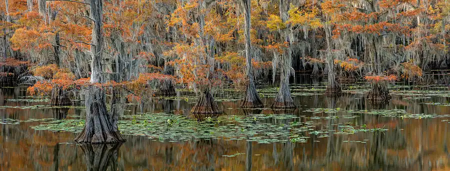 Autumn cypress trees rising from still water beneath Spanish moss at Caddo Lake.