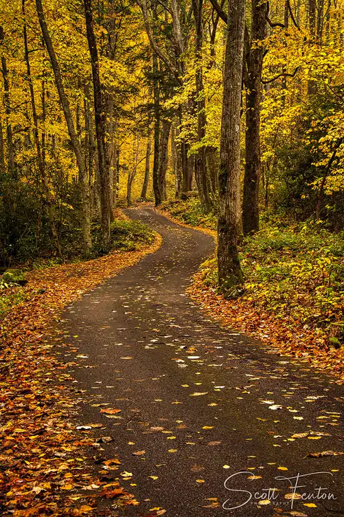Winding road through colorful autumn forest along the Roaring Fork Motor Nature Trail in Great Smoky Mountains National Park.
