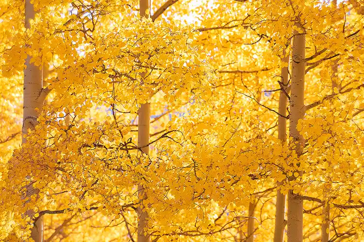 Backlit golden aspen leaves glowing in an autumn forest in the San Juan Mountains of Colorado.