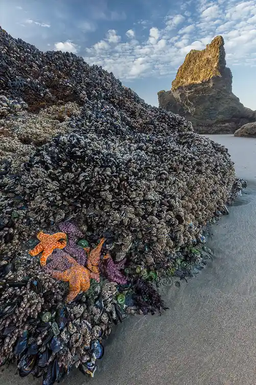 Orange sea stars clinging to mussel-covered rocks beneath a sea stack at Bandon Beach, Oregon.