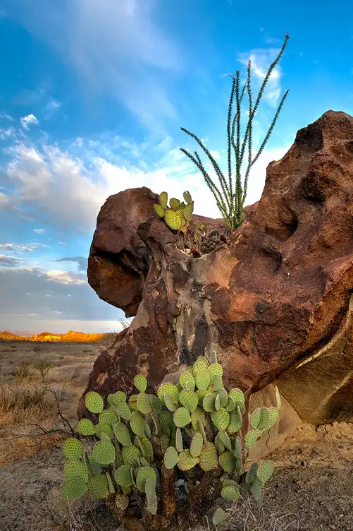 Prickly pear cactus and ocotillo growing beside a weathered volcanic boulder at Indian Head in Big Bend National Park.