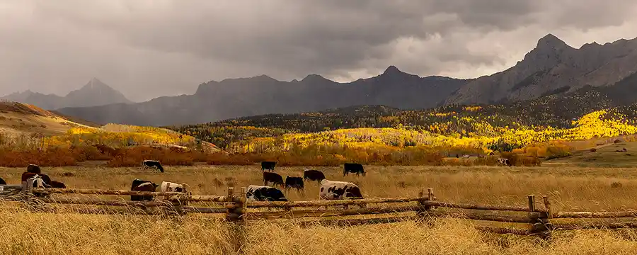 Cattle grazing in autumn meadows with golden aspens and rugged mountains along Last Dollar Road in Colorado.