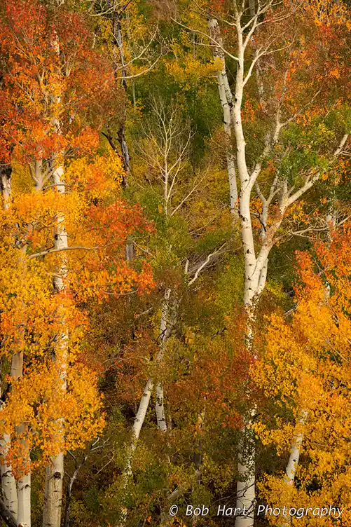 White aspen trunks among golden and orange autumn foliage in the San Juan Mountains of Colorado.