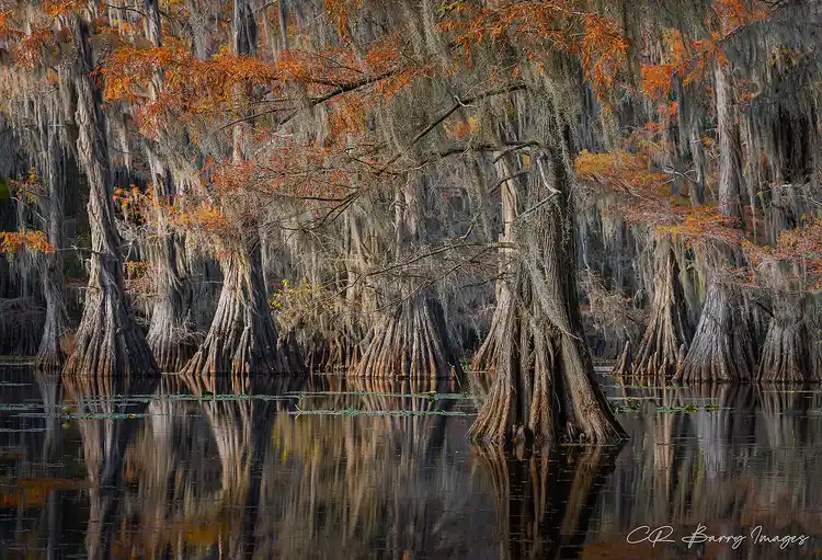Autumn cypress trunks rising from still water beneath Spanish moss at Caddo Lake.