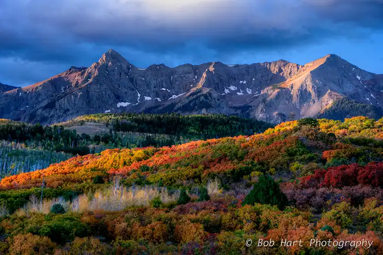 Golden and crimson aspens leading toward sunlit peaks from Dallas Divide in the San Juan Mountains of Colorado.