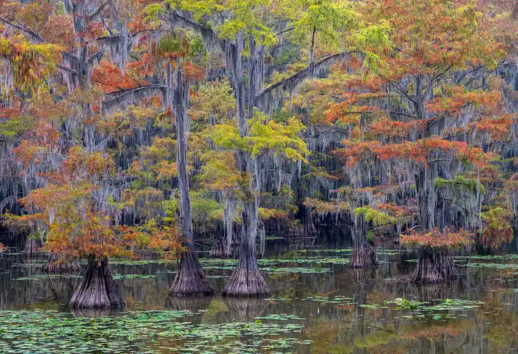 Autumn cypress trees draped with Spanish moss rising from still water dotted with lily pads at Caddo Lake.