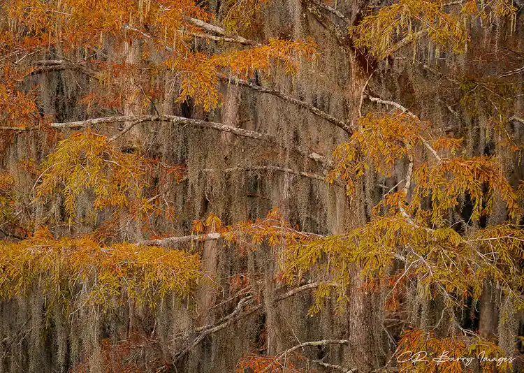 Sunrise glow illuminating morning fog behind cypress trees along Big Cypress Bayou at Caddo Lake.