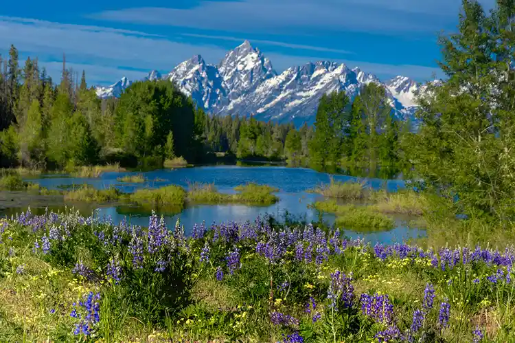 Purple lupine blooming beside ponds with the Teton Range rising beyond in Grand Teton National Park.