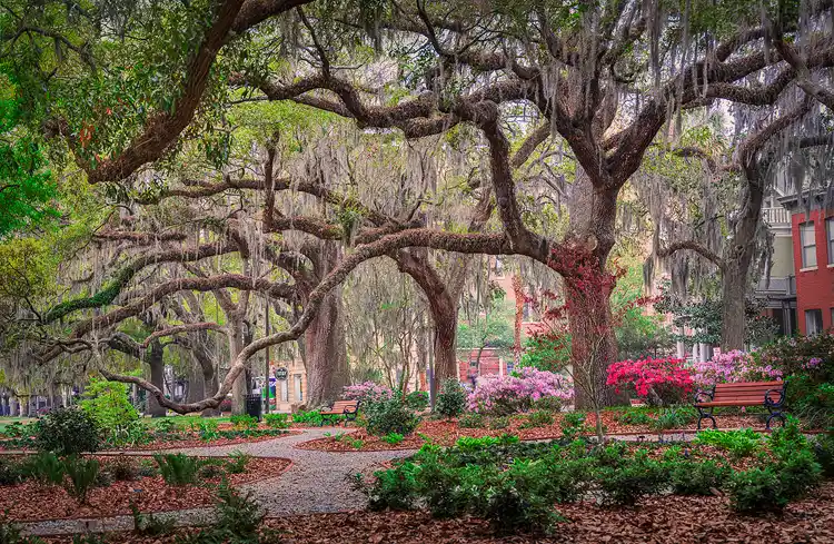 Moss-draped live oaks spreading across Forsyth Park in Savannah.