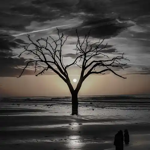 Morning sun framed by a weathered tree at Botany Bay's Boneyard Beach.