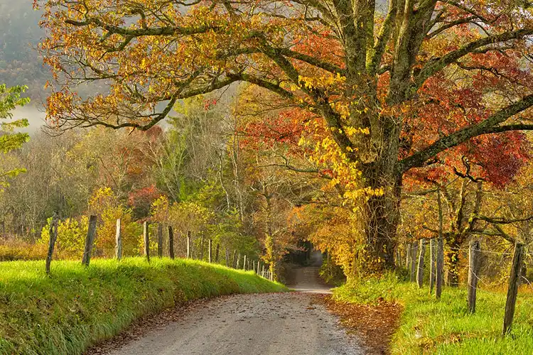 Arching autumn tree framing Sparks Lane in Great Smoky Mountains National Park.